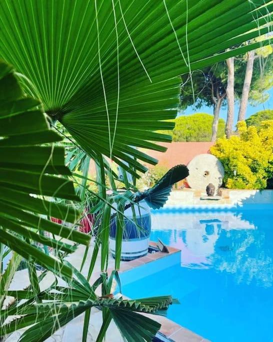לה-גרו-דו-רואה Hebergement Insolite Studio Grau Du Roi Mas Des Marines Piscine מראה חיצוני תמונה